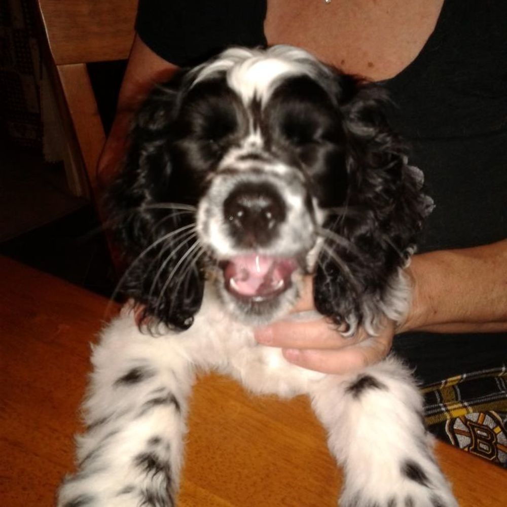Meet your Posher, Misty